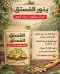 بذور فستق عالية الجودة مضمون النمو